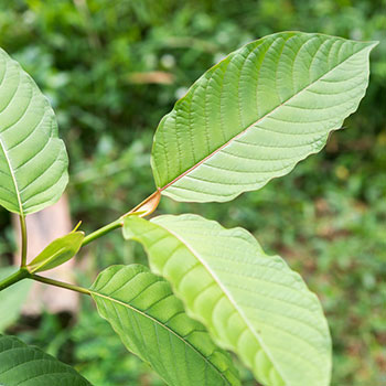Kratom leaves which are used in supplements